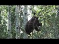 Cinnamon cubs pick berries