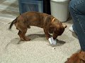 Coopers addiction to paper.MOV
