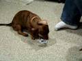 Coopers addiction to paper.MOV