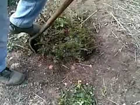how to transplant ajuga
