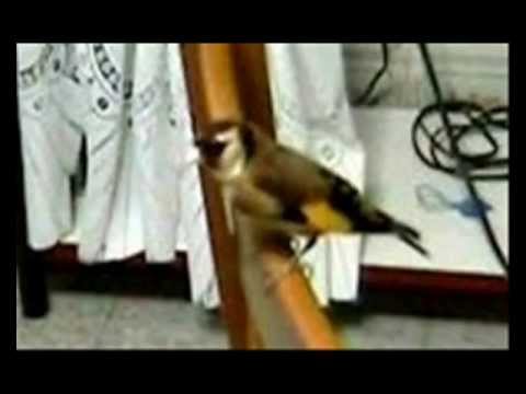 Silicio per risposte di perdita di peso