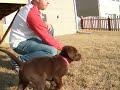 Dutch does frisbees