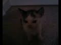 Vampire Cat