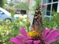 Painted Lady Feeding On Zinnia