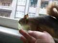 edi's Eichhörnchen mıstık sincap squirrel mıstık video
