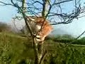 freddie manx cat