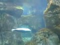 Fochette all'acquario di genova
