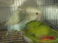 Agapornis, Pita & Niki BAÑO!!!!