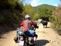 Rodopi Tour 2008