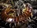 centipede vs tarantula