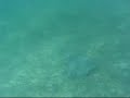 Akumal Beach Underwater Videos Akumal Beach Underwater Videos