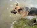 German