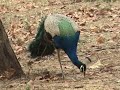 PEACOCK DANCE - A RARE VIEW!