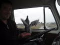 Birds in my VW Van!            /          Eyes Wide Open Music Video         /    Christian Tatonetti