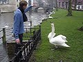 Fillo vs. cigno Fillo vs. cigno