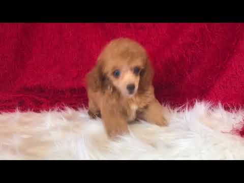 RED TEACUP FEMALE NAMED BLUSH