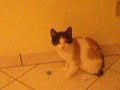 Giochi acrobatici tra gattine