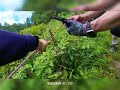 櫛形山　お花畑キレイ♫