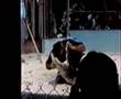 Assistir ao vídeo
