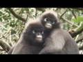 Monkeyland DVD: Dusky Leaf Monkey waiting for females