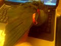 Izzy the Hahns macaw