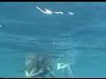 Dolphins Dolphins