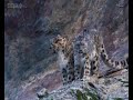 First ever video of Snow Leopards in the wild First ever video of Snow Leopards in the wild
