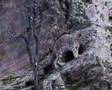 First ever video of Snow Leopards in the wild