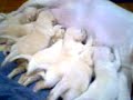 labrador puppies1.3gp