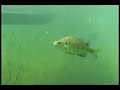 Underwater footage of catching sunfish Underwater footage of catching sunfish
