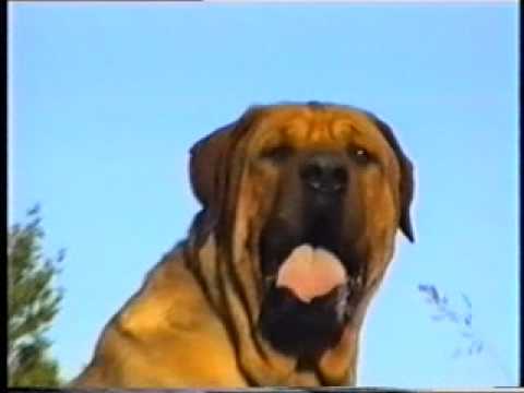 tosa inu