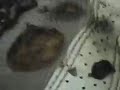 eating toilet paper for 4 and a half minutes