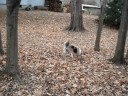 Misty, playing fetch the ball