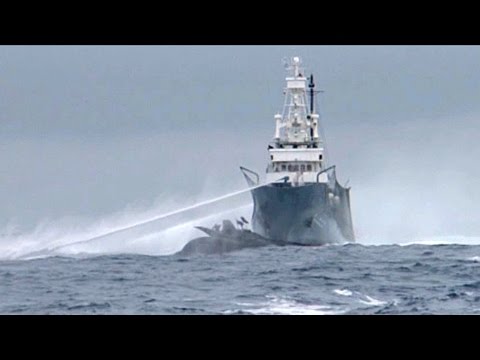 Japanese Whalers Ram Sea Shepherd Ship Ady Gil