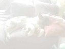 German Shepherd(Alsation) Puppy 2 months to 6 months,Haydon