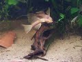 Bristlenose Dance