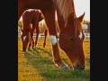 videos de Wild Horses