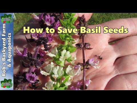 how to collect basil seeds