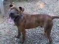 Tommy Hilfiger Sweet Boy available for adoption