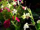 hummingbird moth hummingbird moth