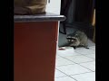 Racoon in My Kitchen Racoon in My Kitchen