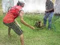 Buldogue Campeiro - Tom - Primeira aula de ataque
