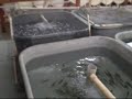 CSI Fish Hatchery