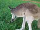 KEV IN OZ LAND: EPISODE 120 - LITTLE KANGAROO!!!! KEV IN OZ LAND: EPISODE 120 - LITTLE KANGAROO!!!!