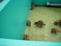 昭和新山熊牧場のアライグマ