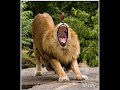 Funny Animals Vol 2 Funny Animals Vol 2