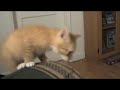 Kittens Kittens