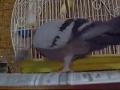 videos de Gurdy 