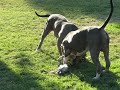 Xtremek9supplies.com,Pitbull Working Out,Pit Bull