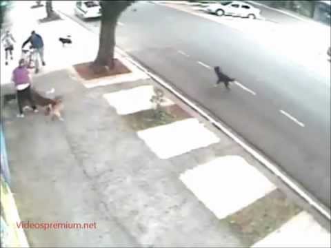 ataque de pitbull